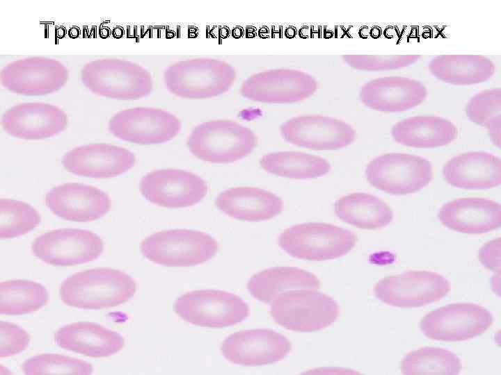 Тромбоциты в кровеносных сосудах 