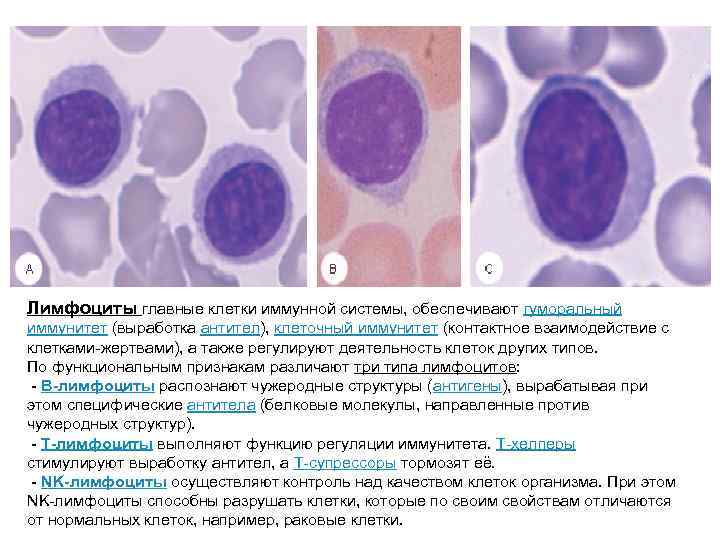 Лимфоциты главные клетки иммунной системы, обеспечивают гуморальный иммунитет (выработка антител), клеточный иммунитет (контактное взаимодействие