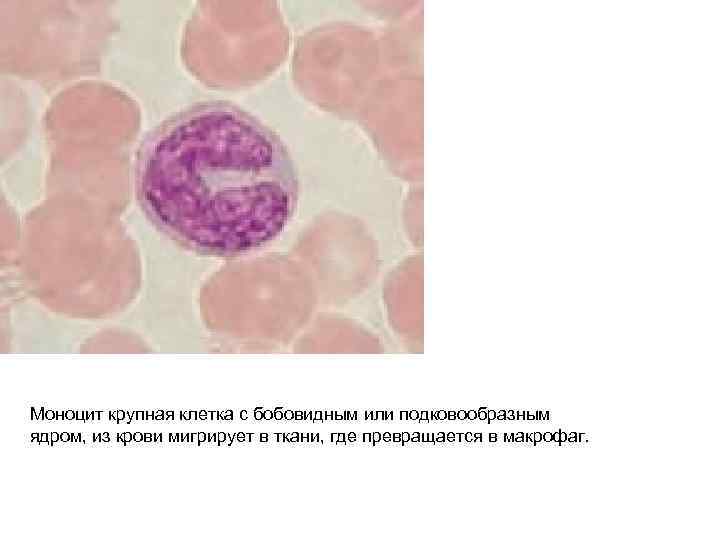 Моноцит крупная клетка с бобовидным или подковообразным ядром, из крови мигрирует в ткани, где