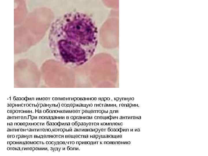 Понижены сегментоядерные нейтрофилы в крови у женщин