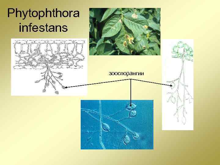 Фитофтора представляет собой гриб осуществляющий процесс фотосинтеза. Фитофтора строение гриба. Зооспоры фитофторы. Фитофтора гриб рисунок. Фитофторы Phytophthora infestans.