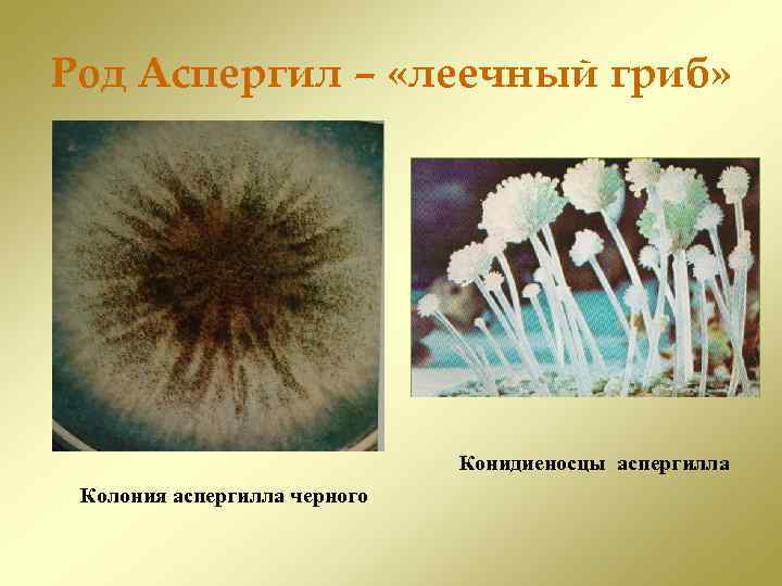 Мукор грибы представители