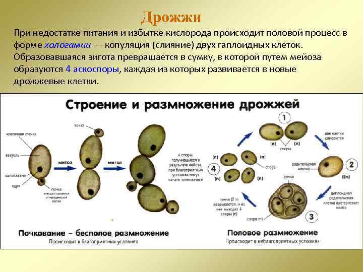 Процесс почкования каких низших грибов изображен на рисунке