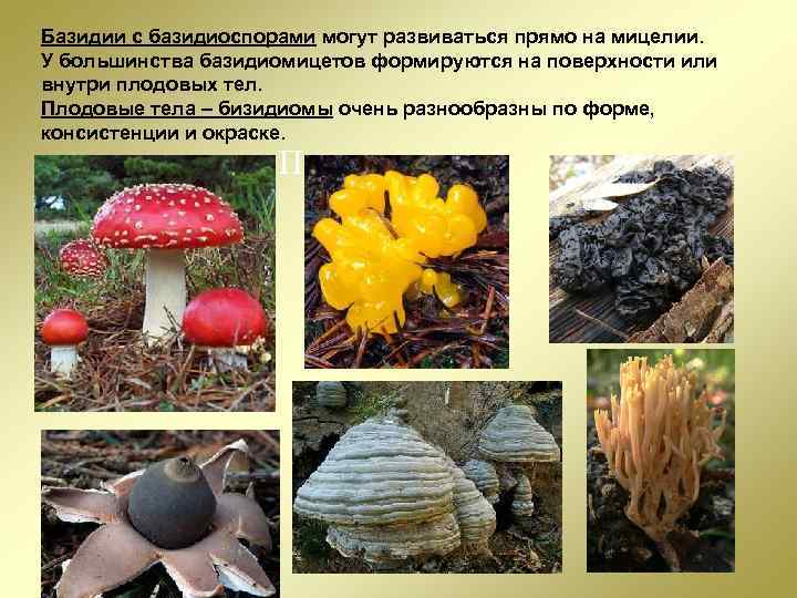Часть организма гриба изображенная на фотографии называется