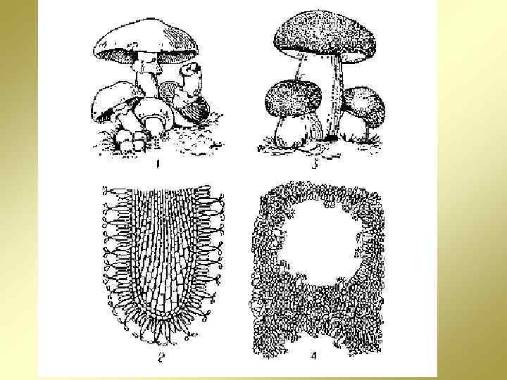 Строение трубчатого гриба рисунок схема