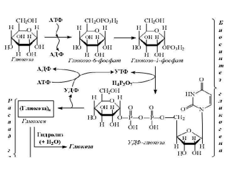 Схема катаболизма глюкозы