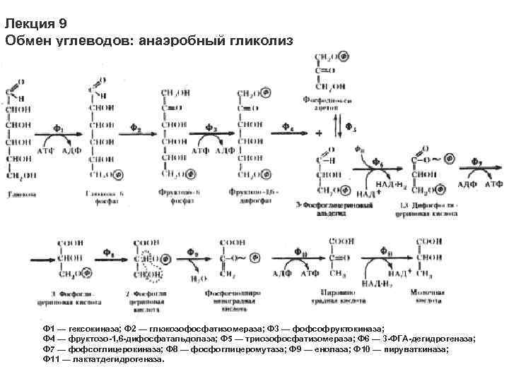 Аэробный распад глюкозы схема