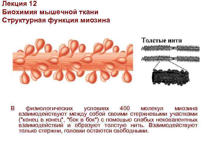 Функции миозина биохимия. Миозин мышечной ткани