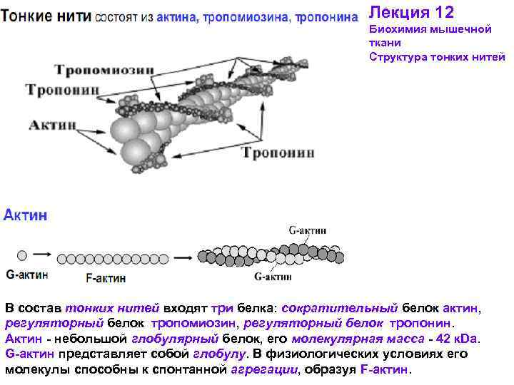 Нити белков. Строение актина биохимия. Белок мышечной ткани актин тропонин. Структура мышечной ткани белок. Функции актина биохимия.