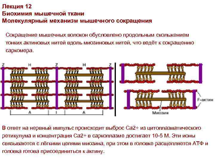 Биохимия мышечного сокращения схема