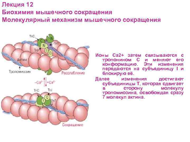 Биохимия мышечного сокращения схема