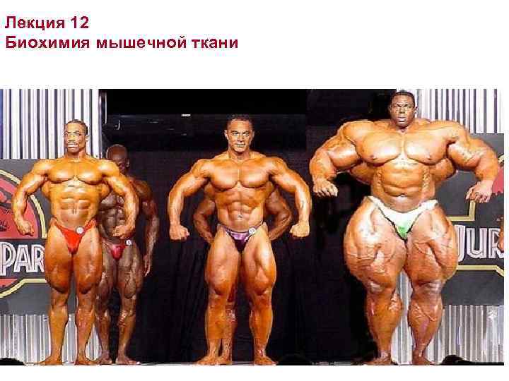 Лекция 12 Биохимия мышечной ткани 