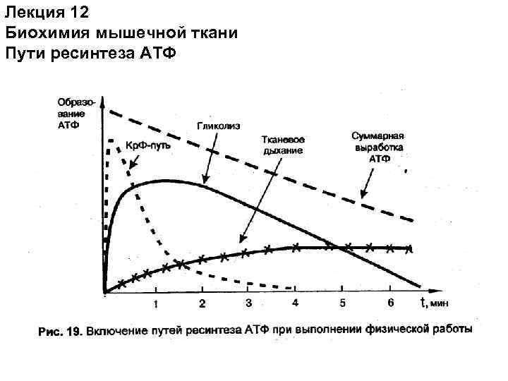 Лекция 12 Биохимия мышечной ткани Пути ресинтеза АТФ 
