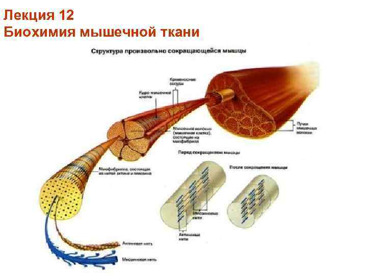 Лекция 12 Биохимия мышечной ткани 