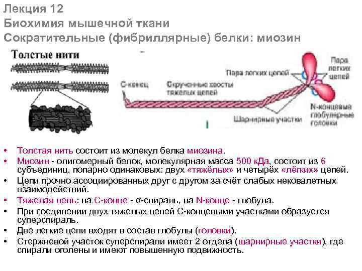 Лекция 12 Биохимия мышечной ткани Сократительные (фибриллярные) белки: миозин • • Толстая нить cостоит
