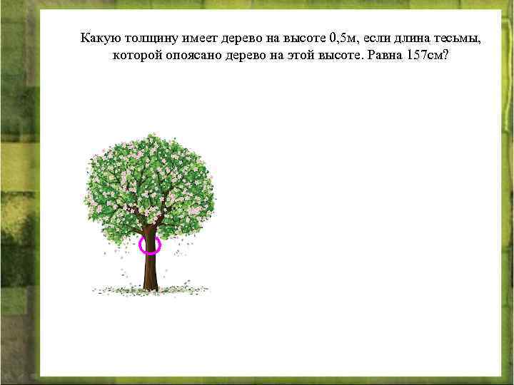 Какую толщину имеет дерево на высоте 0, 5 м, если длина тесьмы, которой опоясано