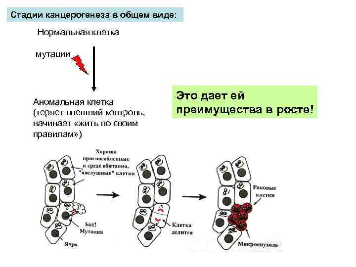 Вирусный канцерогенез