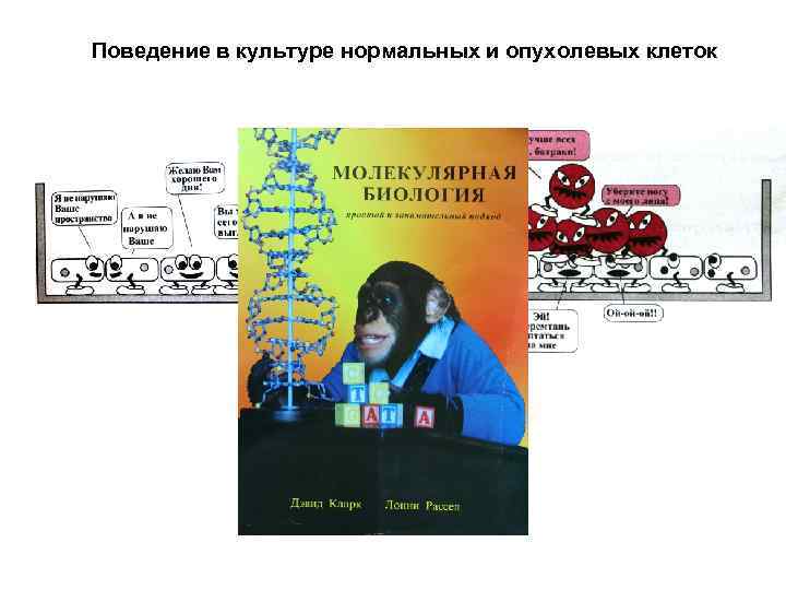 Поведение в культуре нормальных и опухолевых клеток 