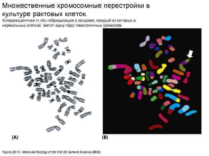 Множественные хромосомные перестройки в культуре рактовых клеток. Флюоресцентная in situ гибридизация с зондами, каждый
