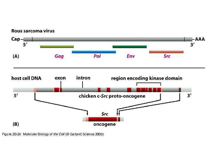 Figure 20 -28 Molecular Biology of the Cell (© Garland Science 2008) 