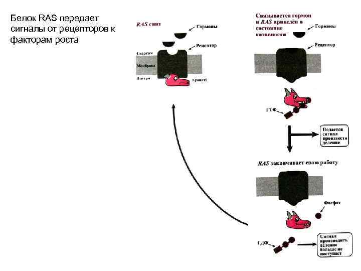 Белок RAS передает сигналы от рецепторов к факторам роста 