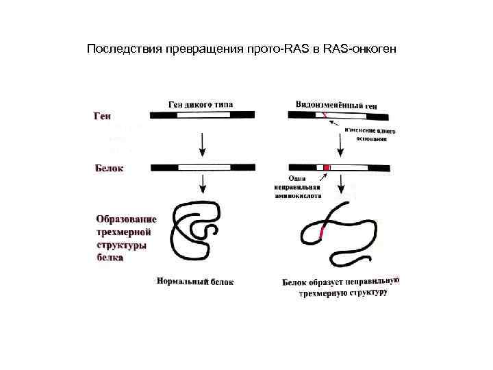 Последствия превращения прото-RAS в RAS-онкоген 