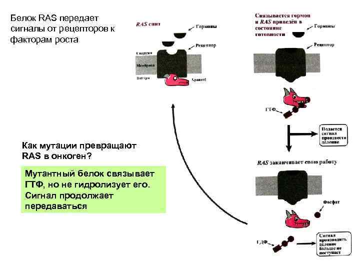 Вирусный канцерогенез