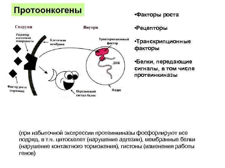 Протоонкогены • Факторы роста • Рецепторы • Транскрипционные факторы • Белки, передающие сигналы, в