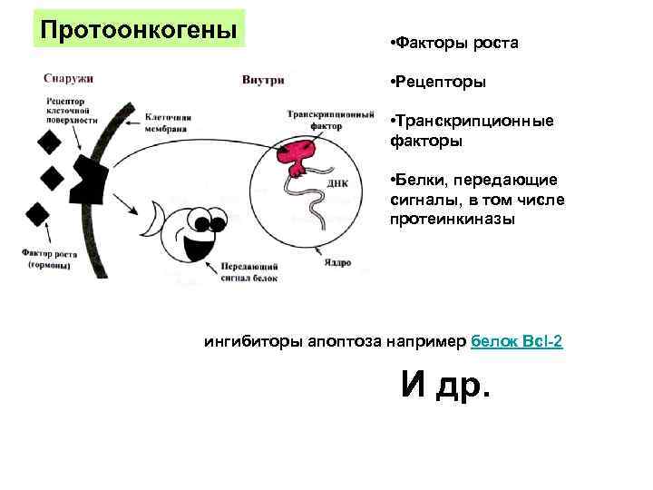 Протоонкогены