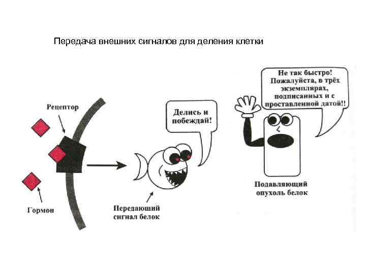 Передача внешних сигналов для деления клетки 