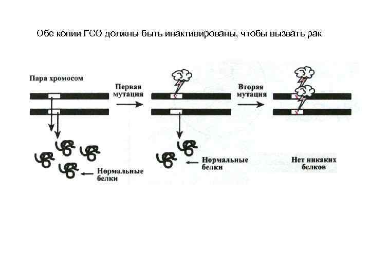Обе копии ГСО должны быть инактивированы, чтобы вызвать рак 