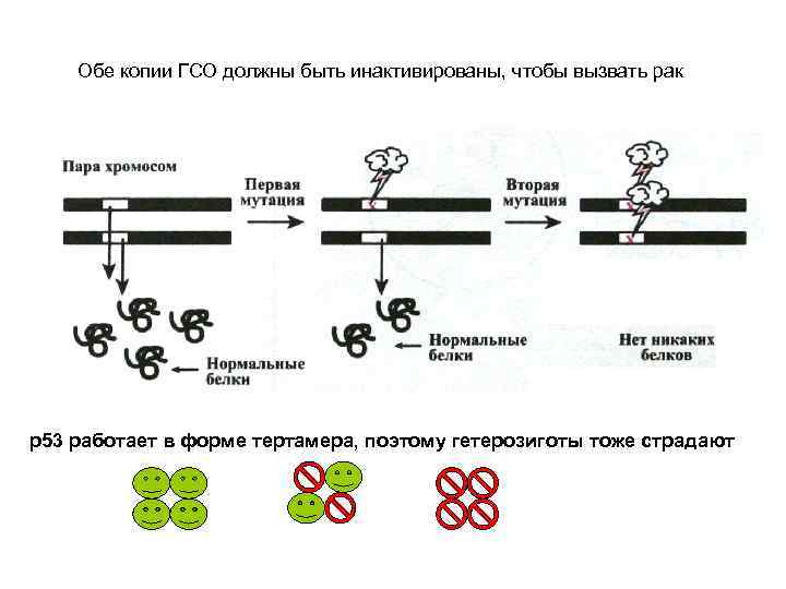 Обе копии ГСО должны быть инактивированы, чтобы вызвать рак p 53 работает в форме
