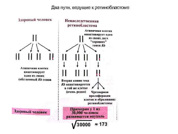 Два пути, ведущие к ретинобластоме 30000 173 