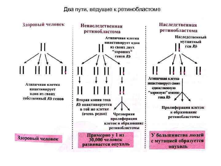 Два пути, ведущие к ретинобластоме 