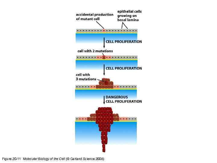 Figure 20 -11 Molecular Biology of the Cell (© Garland Science 2008) 