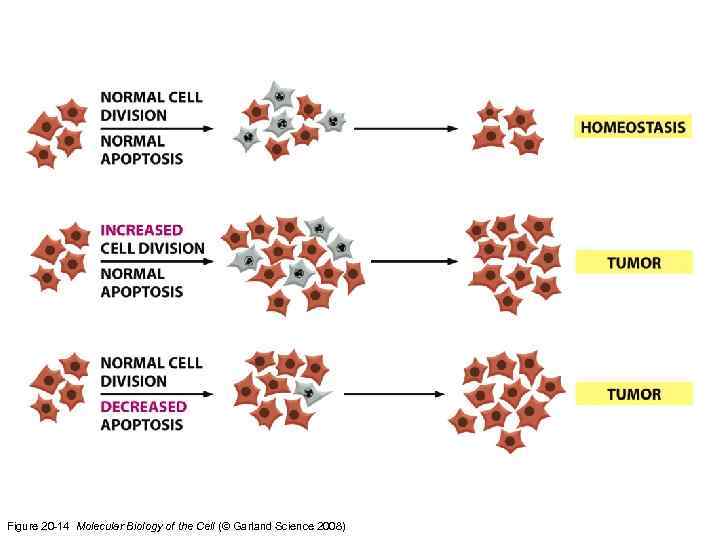 Figure 20 -14 Molecular Biology of the Cell (© Garland Science 2008) 