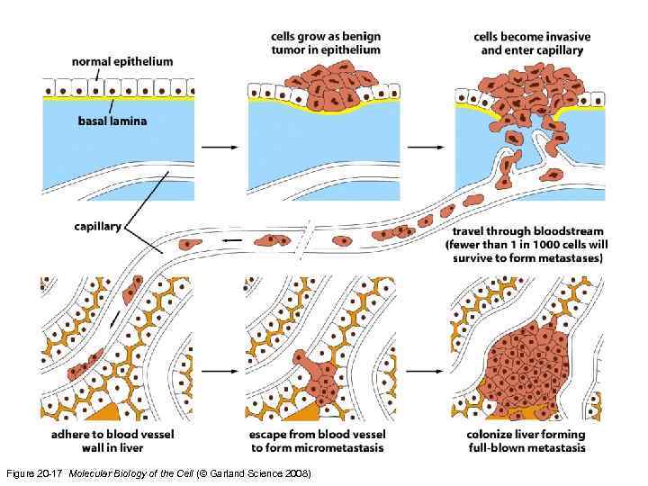 Figure 20 -17 Molecular Biology of the Cell (© Garland Science 2008) 