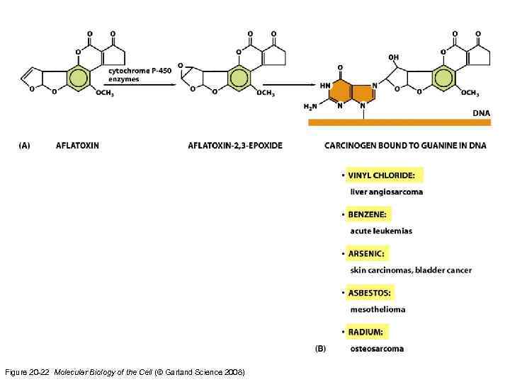 Figure 20 -22 Molecular Biology of the Cell (© Garland Science 2008) 