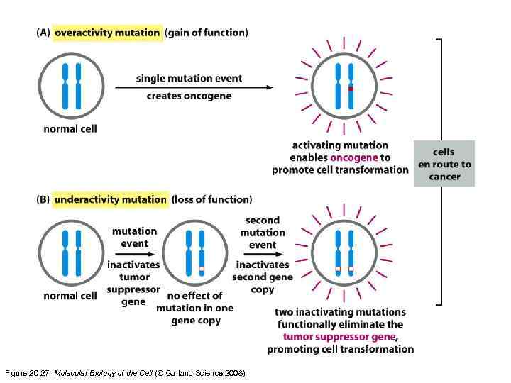 Figure 20 -27 Molecular Biology of the Cell (© Garland Science 2008) 