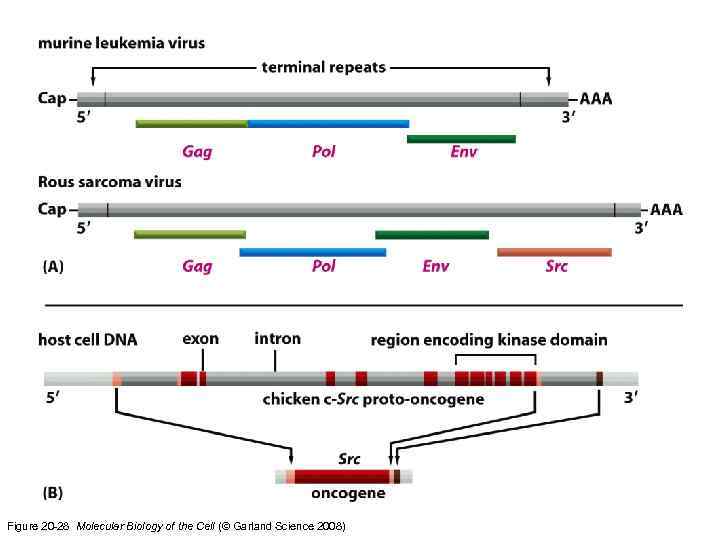 Figure 20 -28 Molecular Biology of the Cell (© Garland Science 2008) 