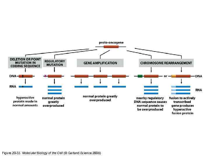 Figure 20 -33 Molecular Biology of the Cell (© Garland Science 2008) 