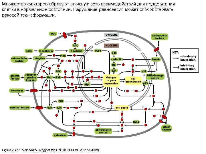 Множество факторов образуют сложную сеть взаимодействий для поддержания клетки в нормальном состоянии. Нарушение равновесия
