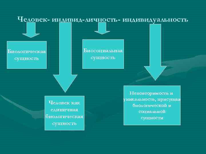 Человек- индивид-личность- индивидуальность Биологическая сущность Человек как единичная биологическая сущность Биосоциальная сущность Неповторимость и