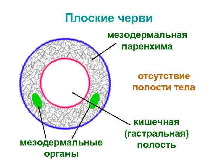 Плоские черви мезодермальная паренхима отсутствие полости тела мезодермальные органы кишечная (гастральная) полость 