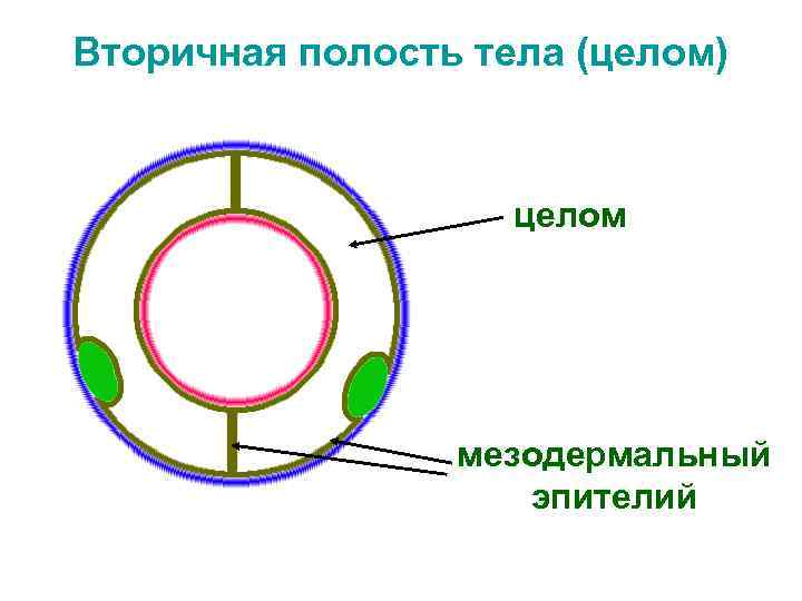 Вторичная полость тела (целом) целом мезодермальный эпителий 