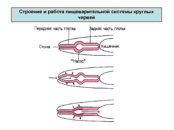 Стpоение и pабота пищеваpительной системы круглых червей 