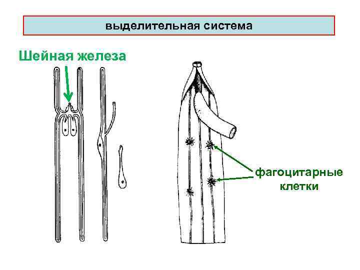 выделительная система Шейная железа фагоцитарные клетки 