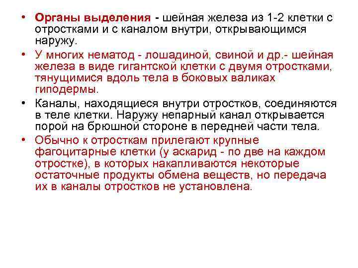  • Органы выделения шейная железа из 1 -2 клетки с отростками и с