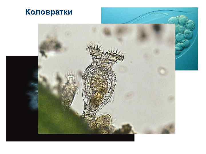 Коловратки 