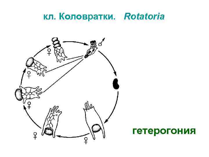 кл. Коловратки. Rotatoria гетерогония 